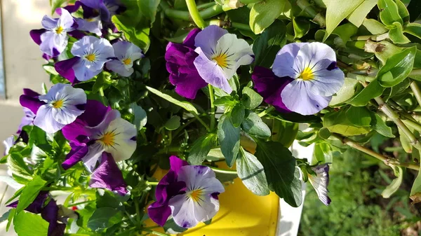 Fleurs Violettes Dans Jardin Deux Belles Fleurs Violettes Brousse Verte — Photo