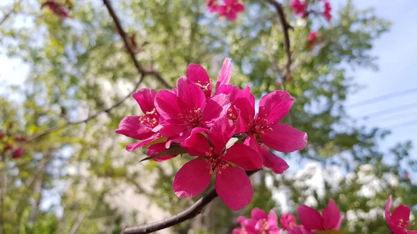 Üppig Blühende Kirschblüten Auf Ästen Mit Blauem Himmelhintergrund Leuchtend Rosa — Stockfoto