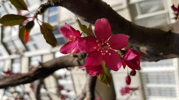 Üppig Blühende Kirschblüten Auf Ästen Mit Blauem Himmelhintergrund Leuchtend Rosa — Stockfoto