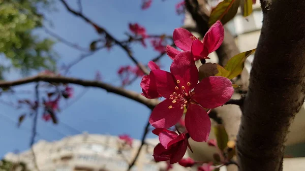 Luxuosas Flores Cereja Florescendo Galhos Árvores Com Fundo Azul Céu — Fotografia de Stock