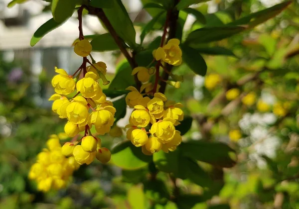Kerek Sárga Virágcsokrok Zöld Bokor Ágán Homályos Lombozatú Háttérrel Élénk — Stock Fotó