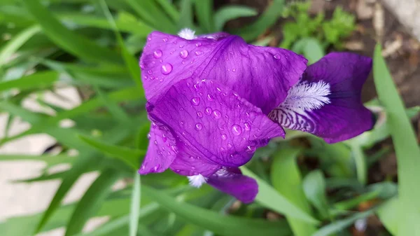 Fleurs Violettes Dans Jardin Deux Belles Fleurs Violettes Brousse Verte — Photo