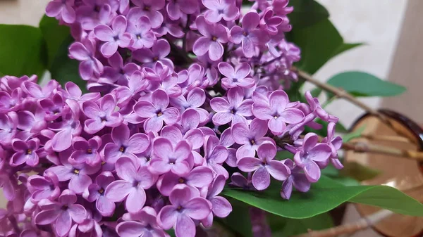 Arbusto Flores Lila Día Primavera —  Fotos de Stock