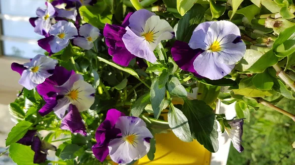 Фиолетовые Цветы Саду Два Красивых Фиолетовых Цветка Свежем Зеленом Фоне — стоковое фото