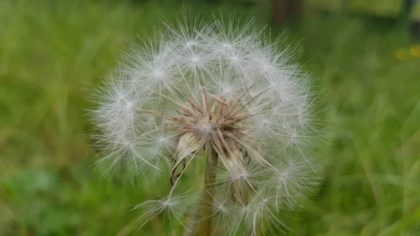 Biały Mniszek Lekarski Kwiatostan Zbliżenie Niewyraźne Zielone Tło Trawy Puszyste — Zdjęcie stockowe