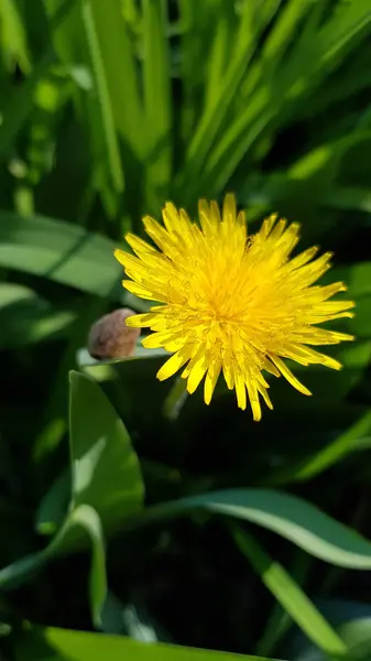 Pissenlit Jaune Vif Gros Plan Lumière Soleil Pétales Jaunes Pelucheux — Photo