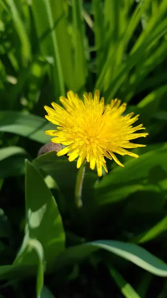 Pissenlit Sur Fond Vert Pissenlit Jaune Fleur Gros Plan Plein — Photo