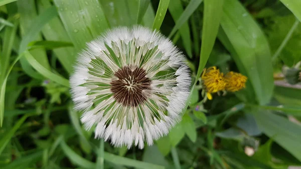 Widok Góry Okrągły Kształt Biały Dandelion Zbliżenie Rozmyte Zielone Tło — Zdjęcie stockowe