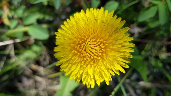 Dandelion in grass. Beautiful round yellow dandelion flower closeup in bright sunlight. Top view of fluffy yellow petals look like golden sun on blurry green background.