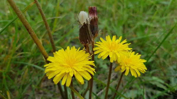 Trzy Żółte Kwiaty Mniszka Lekarskiego Pąki Rozmytym Zielonym Tle Trawy — Zdjęcie stockowe