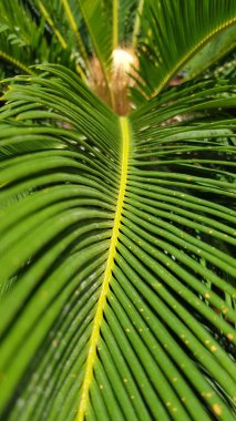 Ortasında sarı çizgiler olan Cycas revoluta adında yeşil çizgiler. Palmiye yaprakları yakın çekim. Tropik bitki yaprağının çizgili dokusu. Soyut arkaplan. Doğal desenli arka plan.