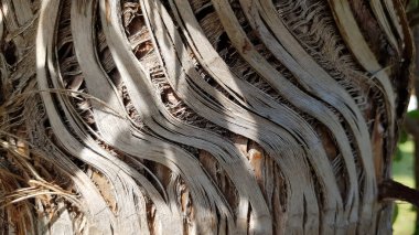 Palmiye kabuğunun kuru kıvrımlı lifleri gri ve kahverengi tonlarda ve güneş ışığından gelen gölgelerle. Fibröz palmiye gövdesi yüzeyine yakın çekim. Alışılmadık doğal bir geçmiş. Palmiye ağacından arka plan