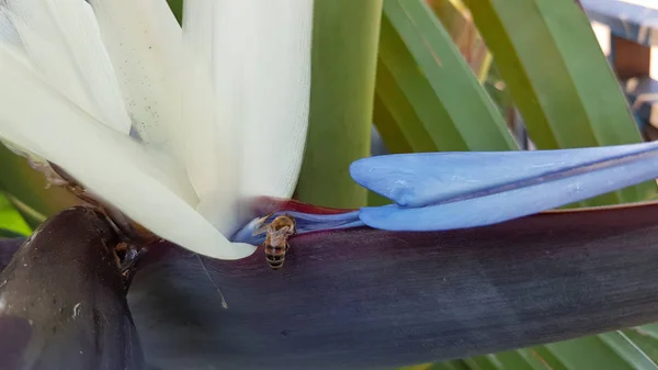 Huge white flowers of palm tree. Bee is pollinating palm flowers. Springtime blooming season. Unusual tropical palm blossoms with white blue petals. Sterlizia bloom.