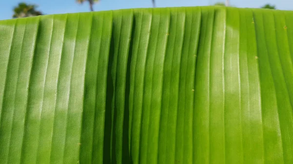 Banana leaf. Folded green palm leaf with ribbed textured surface closeup. Natural green abstract background. Banana tree leaves with vertical veins. Palm tree backdrop. Close up of fresh green texture