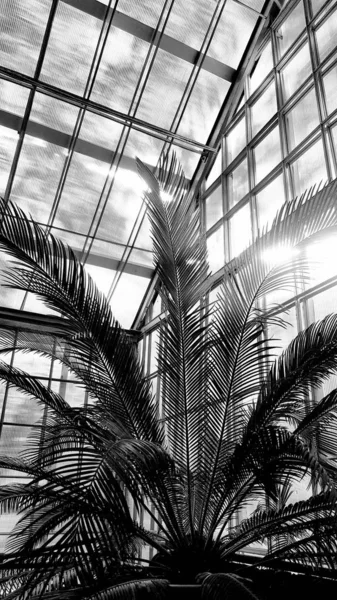 Black White Photography High Palm Tree Greenhouse Bright Sunlight Silhouettes — Stock Photo, Image