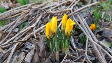 Yellow flowers of crocus plant bulbs are sprouting through brown soil covered with twigs and dry brown leaves. Spring first flowers. Blooming season of springtime. Fragility of nature.