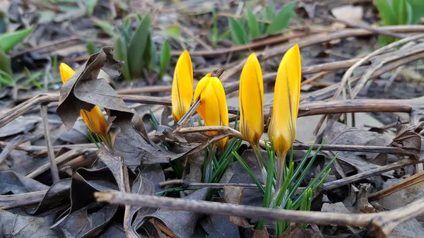 Gele Krokus Gras Rij Van Gele Bloemen Van Krokus Planten — Stockfoto