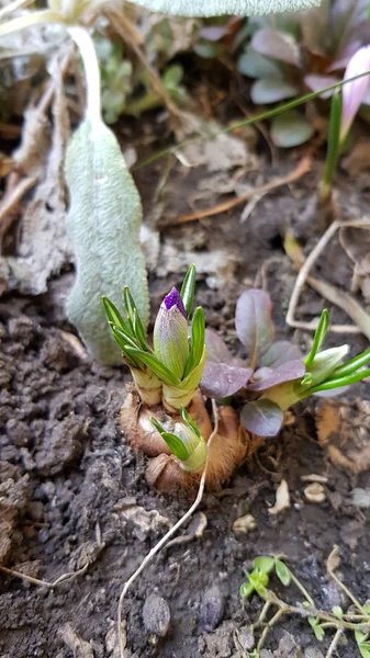 Frühlingsblumen Ansicht Von Pflanzenzwiebelsprossen Auf Brauner Erde Mit Frischen Grünen — Stockfoto