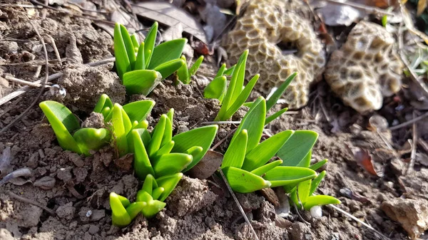 Seedlings in soil. Tiny fresh green sprouts of plant bulb crocus. Closeup of small green crocus leaves in bright sunlight on brown soil background. Flowerbed in springtime.