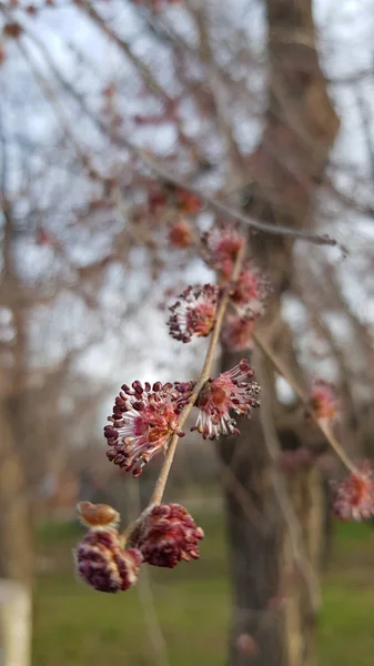 Virágzó Faág Szokatlan Bolyhos Vörös Virágok Közelkép Elmosódott Háttér Ágak — Stock Fotó