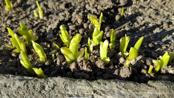Young plant in soil. Tiny fresh green sprouts closeup on blurry soil background. Spring growth concept. Beginning of new life.
