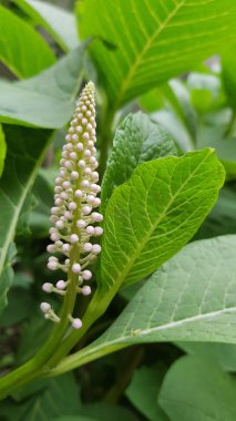 Pyramid shape flower with small white buds closeup on green foliage background. Blooming flower of fresh garden bush. Natural herbal backdrop. Springtime nature. New life of plants. Fresh green sprouts. Gardening in spring season.