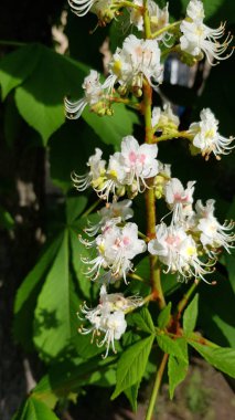 Bunch of beautiful white flowers of chestnut tree inflorescences on blurry green foliage background. Luxuriant petals and lush stamens of blooming chestnut tree. Beauty of nature. Fresh green leaves and flowers. Gardening in spring season.