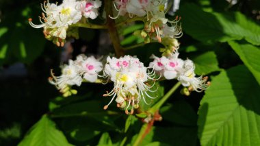 Closeup of beautiful white flowers of chestnut tree inflorescence in bright sunlight. Luxuriant petals and log curved stamens of chestnut tree blossoms in springtime. Textures of plants. Fresh green leaves and flowers. Gardening in spring season.