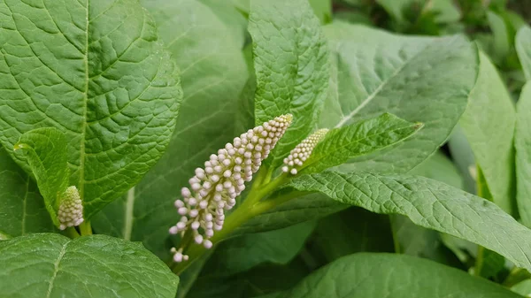 Hoja Verde Flores Forma Larga Con Pequeños Brotes Blancos Primer — Foto de Stock