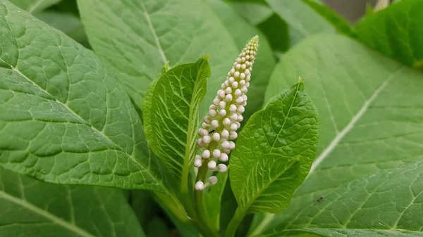 Inflorescencia Forma Pirámide Pequeños Brotes Blancos Primer Plano Entre Hojas — Foto de Stock