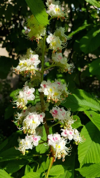 Primo Piano Bellissimi Fiori Bianchi Infiorescenze Castagno Alla Luce Del — Foto Stock