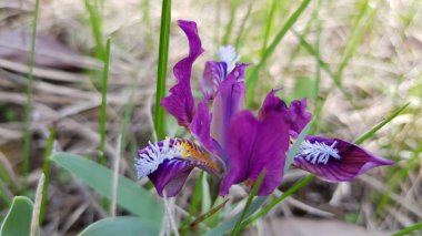 İris çiçeği başı yakın plan görüntüsü