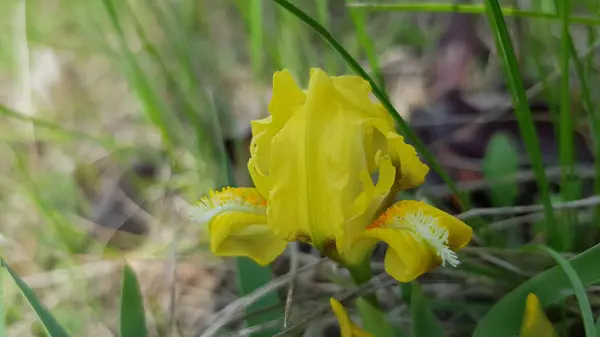 Μικρό Αγριολούλουδο Κίτρινο Ίριδας Closeup — Φωτογραφία Αρχείου