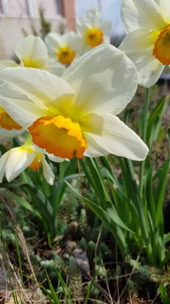 Żonkile Ogrodzie Zbliżenie Żonkil Kwiat Zamazanym Tle Żółto Białe Płatki — Zdjęcie stockowe