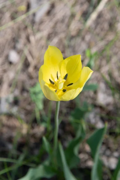 Detailní Pohled Jarní Žlutý Tulipán — Stock fotografie