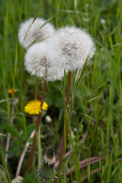 Witte Bloemen Van Pluizige Paardenbloem Zaden Lange Plant Stengels Tussen — Stockfoto