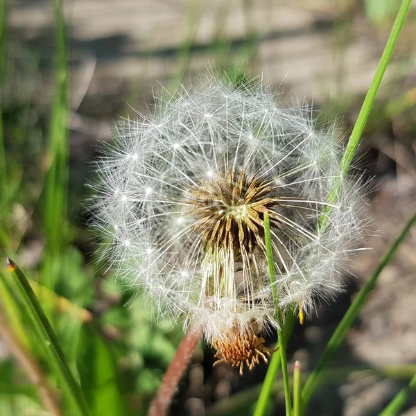 Mniszek Lekarski Biały Kwiat Zbliżenie Rozmyte Zielone Tło Trawy Puszyste — Zdjęcie stockowe