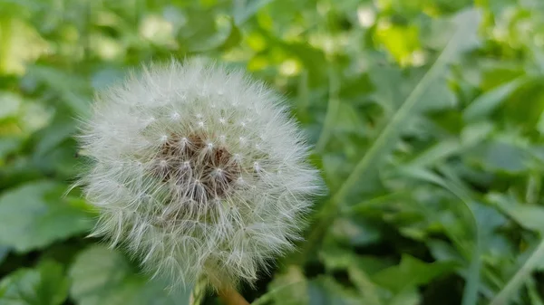 Mniszek Lekarski Białe Nasiona Zbliżenie Świeżym Zielonym Tle Trawy Fluffy — Zdjęcie stockowe