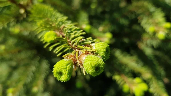 Rama Pino Verde Árbol Primer Plano Las Agujas Coníferas Frescas — Foto de Stock