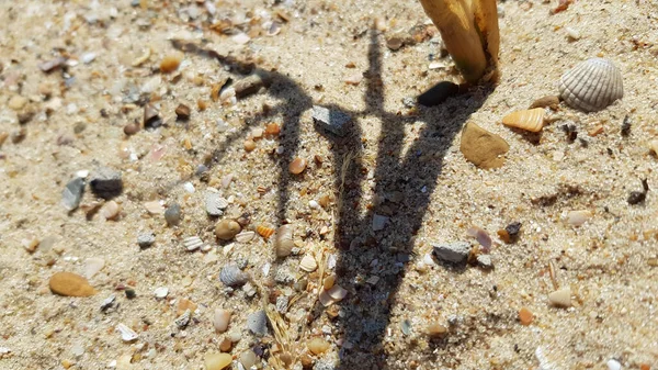 Verschwommene Schattensilhouette Aus Schilfstielen Mit Langen Blättern Auf Sandoberfläche Mit — Stockfoto