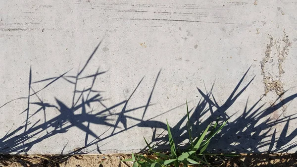 Sombras Pretas Cana Saem Topo Velha Superfície Concreto Com Grãos — Fotografia de Stock