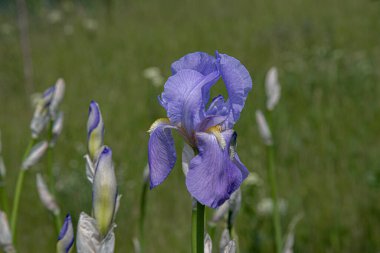 Sakallı iris, yeşil bulanık arka planda yakın plan. Narin mor taç yaprakları olan tek bir çiçek ve bulanık çiçek tomurcukları arasında tüylü sarı kediler..