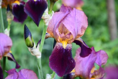 Sarı kaplan çizgili mor süsen çiçekleri. Bulanık arka planda yakın plan. Bahçe süsen çiçekleri ve mavi çiçek tomurcukları. Bahar açan mor pembe çiçekler.