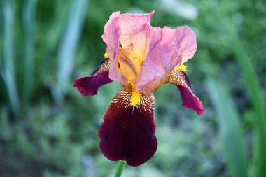 Sarı kaplan çizgili mor süsen çiçekleri. Bulanık arka planda yakın plan. Bahçe süsen çiçekleri ve mavi çiçek tomurcukları. Bahar açan mor pembe çiçekler.