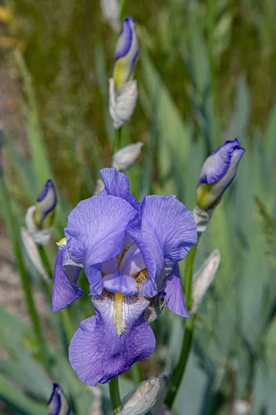 緑色の背景にひげを生やした虹彩が閉じています 繊細な薄紫色の花弁を持つ単弁花と ぼやけた花芽の間にふわふわの黄色の雄蕊 — ストック写真