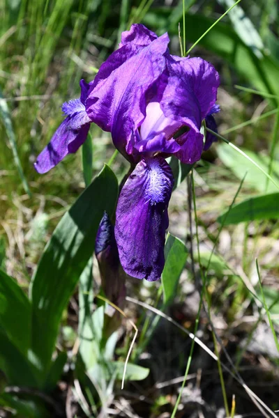 花弁の上に黄色のトラの縞があるマゼンタ紫色の虹彩の花は 背景がぼやけて閉じます 青い花芽を持つ庭の虹彩の花 春咲き紫色のピンク色の花 — ストック写真