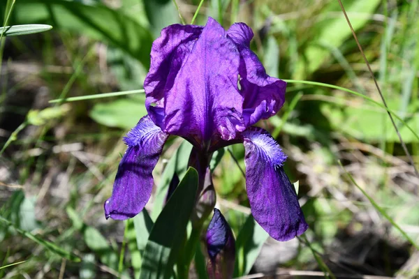 花弁の上に黄色のトラの縞があるマゼンタ紫色の虹彩の花は 背景がぼやけて閉じます 青い花芽を持つ庭の虹彩の花 春咲き紫色のピンク色の花 — ストック写真