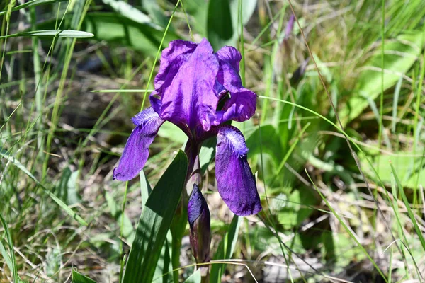 花弁の上に黄色のトラの縞があるマゼンタ紫色の虹彩の花は 背景がぼやけて閉じます 青い花芽を持つ庭の虹彩の花 春咲き紫色のピンク色の花 — ストック写真