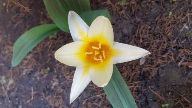 Sarı çiçek. Sarı merkezli ve beyaz üçgen yapraklı güzel lale çiçeğinin üst manzarası. Kahverengi toprak arka planında taze lale çiçeğinin yakın çekimi. Bahar çiçekleri mevsimi.