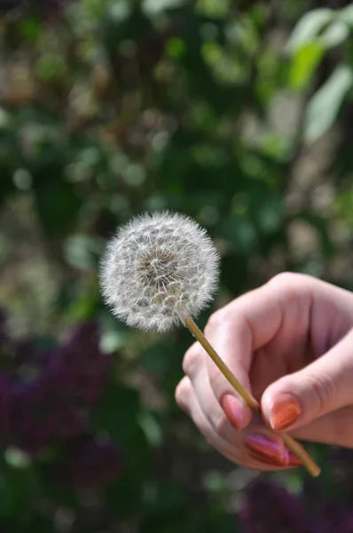 Szoros Kép Fehér Gömb Taraxacum Növény Hosszú Szárú Disszidált Női — Stock Fotó